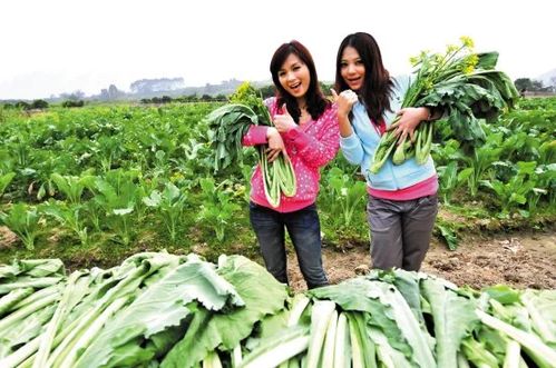 蔷薇业主专享 一吨迟菜心惊喜亮相餐桌，优质农产品种植引领健康生活