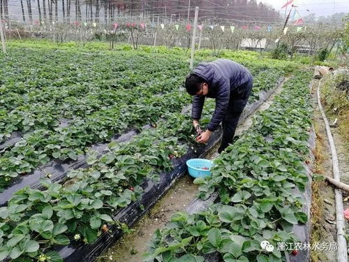 关口前移，狠抓农产品种植质量安全