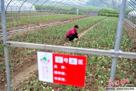 农产品种植 现代技术与可持续发展的融合