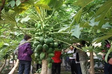 好机会！2018-2020年这29种特色农产品将迎来政策红包