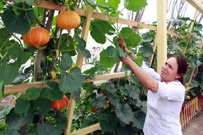 新疆阿瓦提县 南瓜种植促增收 农产品种植