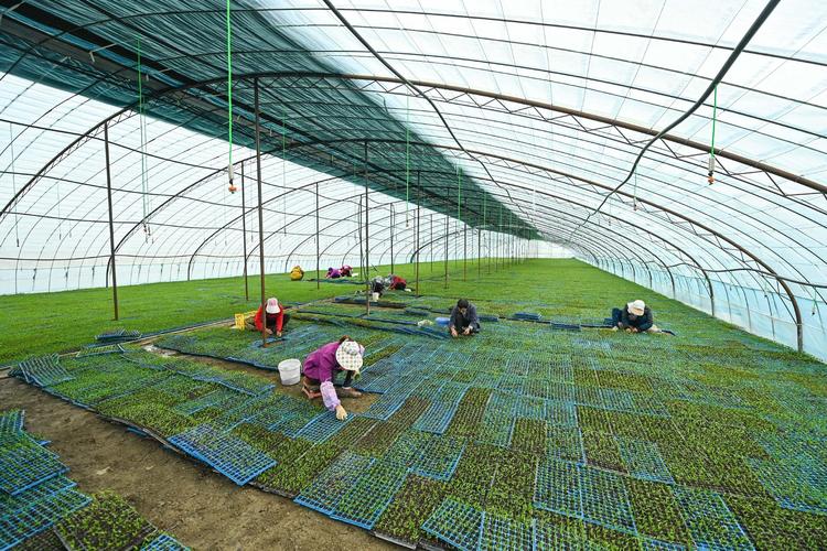 新疆博湖 设施农业为乡村振兴注入新动能