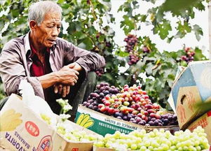 农产品滞销的症结与出路 从源头破解种植困局