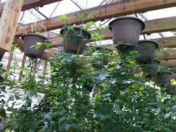 科技赋能农业 第三届园博会展现农产品种植新技术