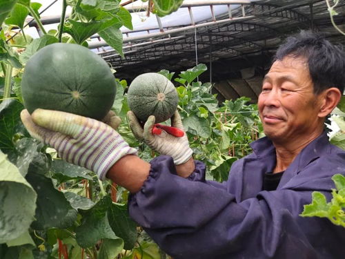 走品牌兴农之路 谱产业振兴篇章——西固区全力推动农业高质量发展