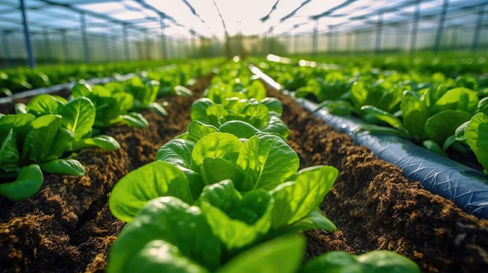 郑州有机蔬菜配送与农产品种植 健康生活的新选择