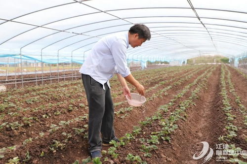 荒土坡变金土地 江津博士引领撂荒地农业振兴
