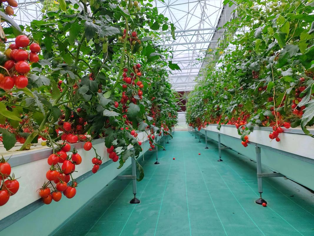 优质农产品新标杆 有机种植零农残七彩小番茄