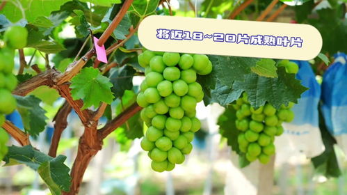 东西湖阳光玫瑰种植秘而不宣的叶片管理绝招