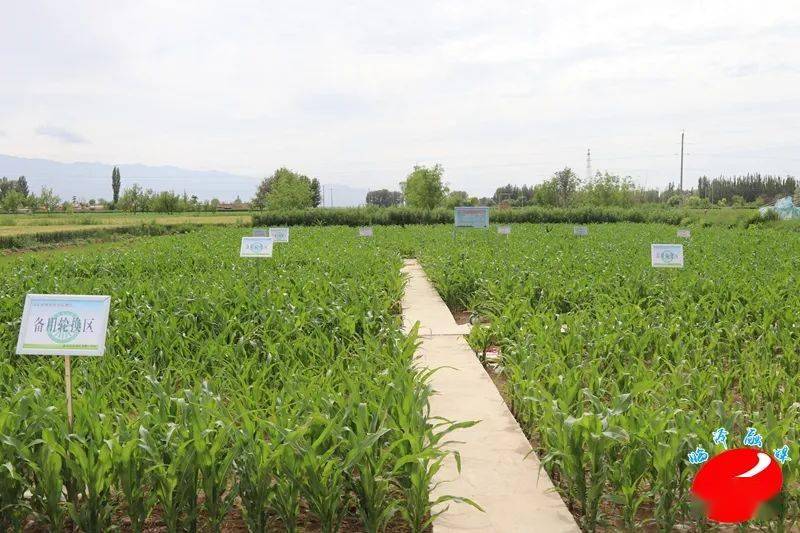 芦笋、番茄引领风潮 探索富锶农产品种植与特色农业新路径