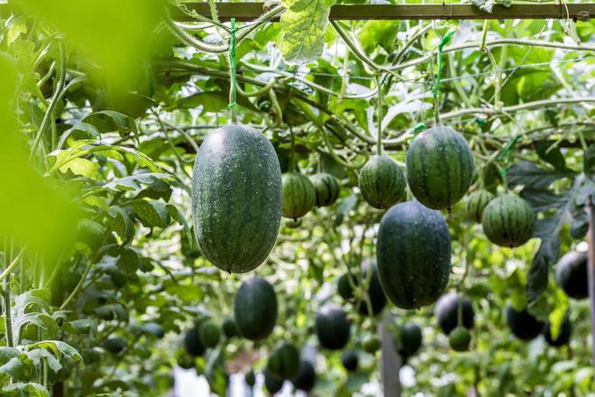 云农场种植 互联网+农业浪潮下的农产品供应链优化与升级之路