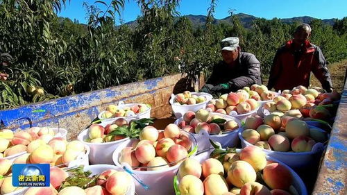 穆家峪镇多种农产品喜获丰收，特色种植铺就乡村振兴路