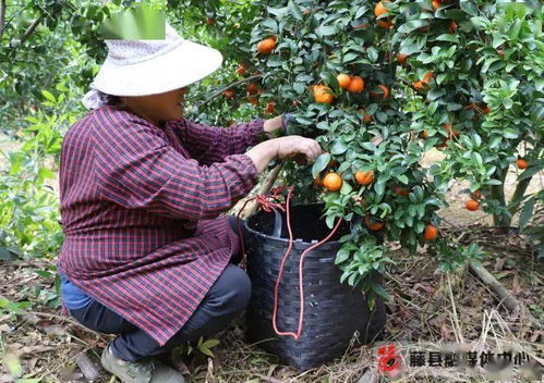 藤县砂糖桔喜迎丰收年，特色种植铺就甜蜜致富路