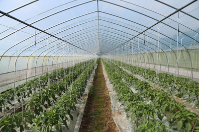 农产品种植 从土地到餐桌的绿色实践