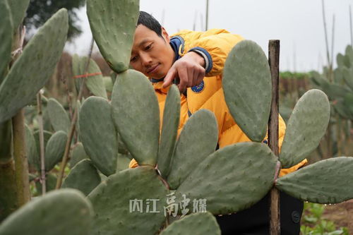掌上生金 从打工者到仙人掌种植达人的绿色致富路