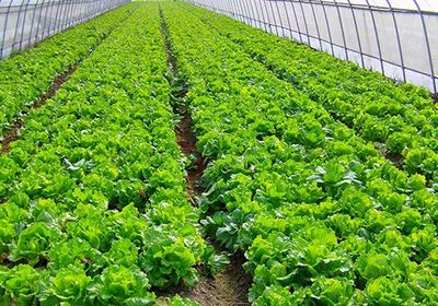 南京首个市级农业产业化联合体在溧水成立，为农产品种植注入新动能