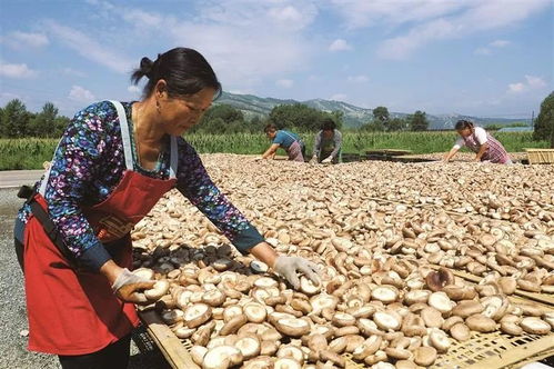 种下食用菌 撑开致富伞——我市特色农产品产业链微观察（蘑菇篇）