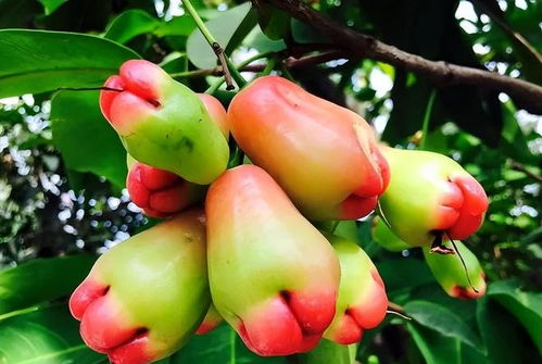 从银幕到沃土 一位女演员的50公顷有机农场梦想