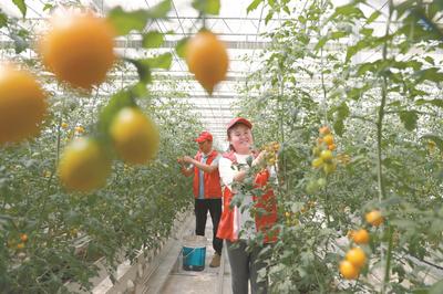 瓜果飘香 农民增收——中安在线农产品种植助力乡村振兴